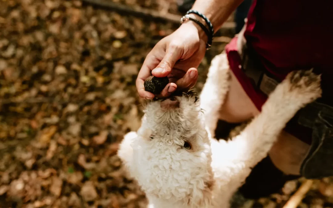Truffle hunting in Chianti and Tuscany