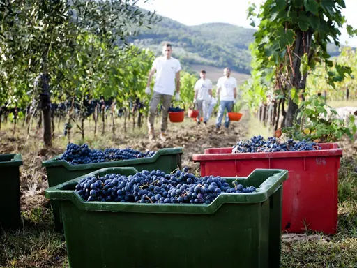 raccolta-di-uva-in-un'-azienda-vinicola-a-montefioralle-vicino-a-greve-in-chianti