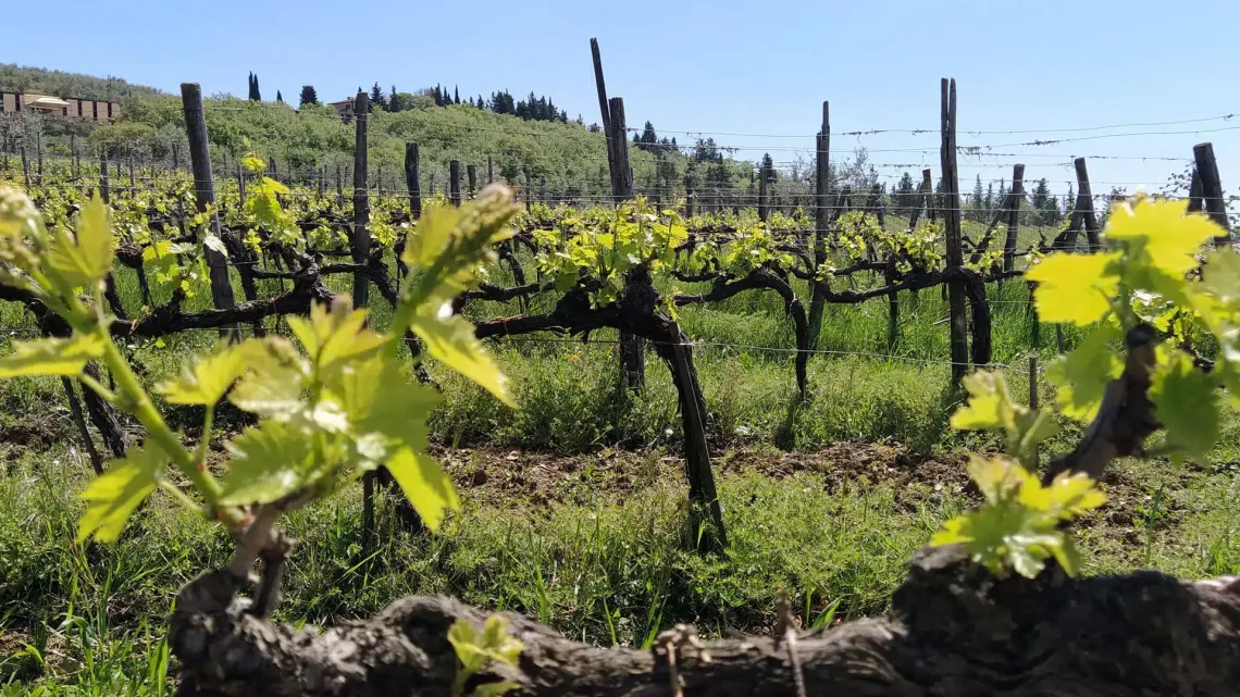 Ecco i consigli di WeHike su cosa fare a primavera nel Chianti